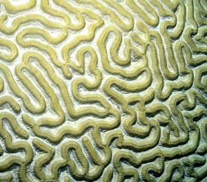 Brain Coral