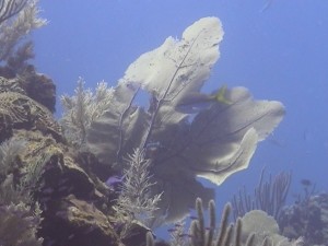 Sea Fan