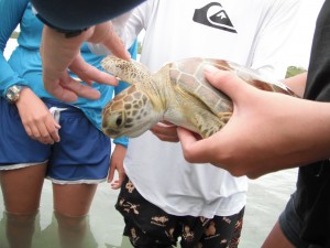 Green sea turtle.