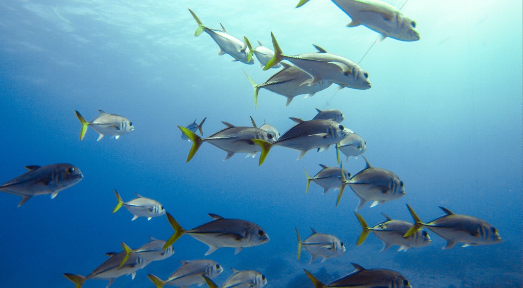 School of horse-eyed jacks under the cage