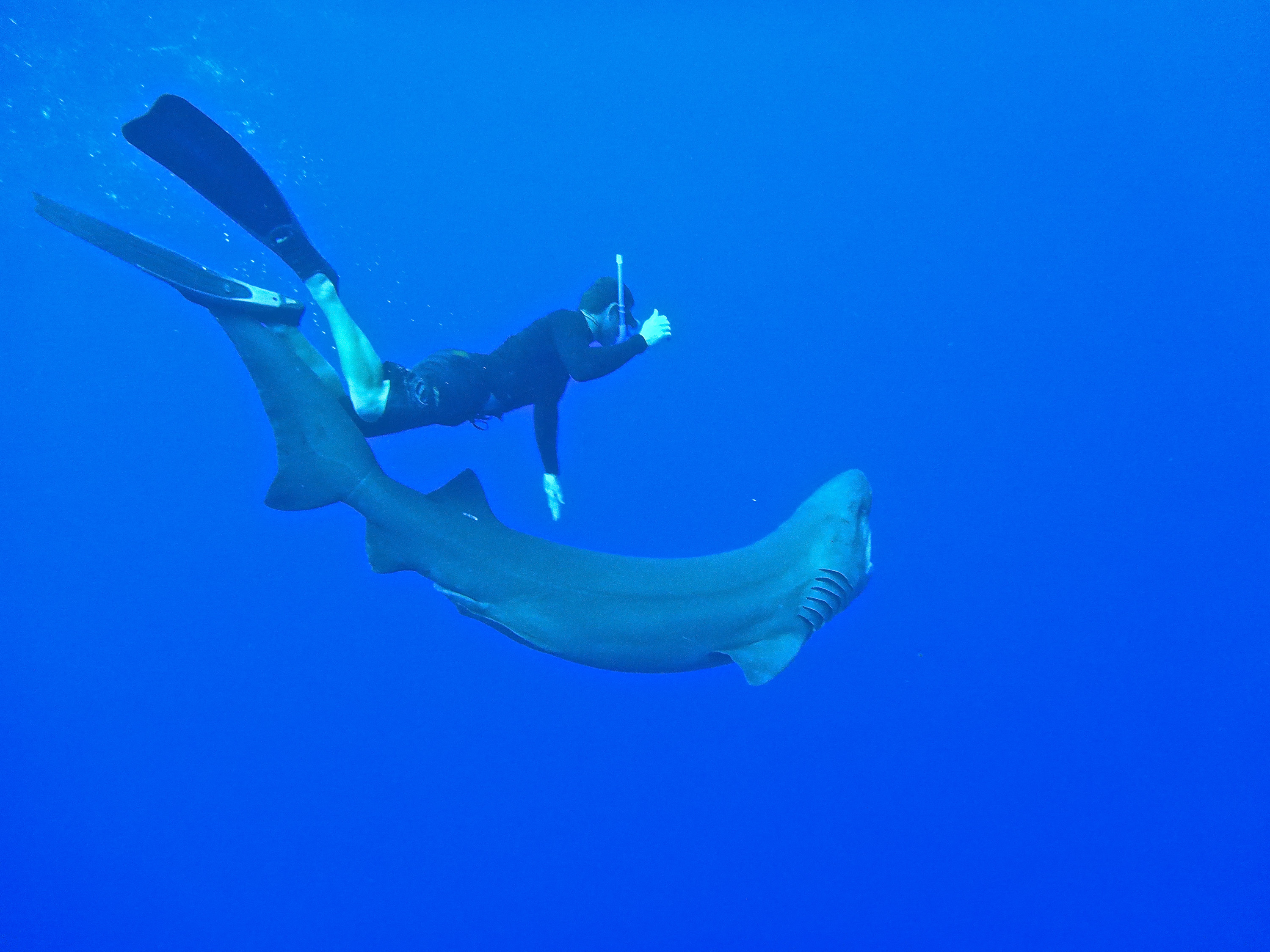 deep blue shark near divers in hawaii