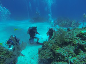 Students examine their assigned patch reefs.