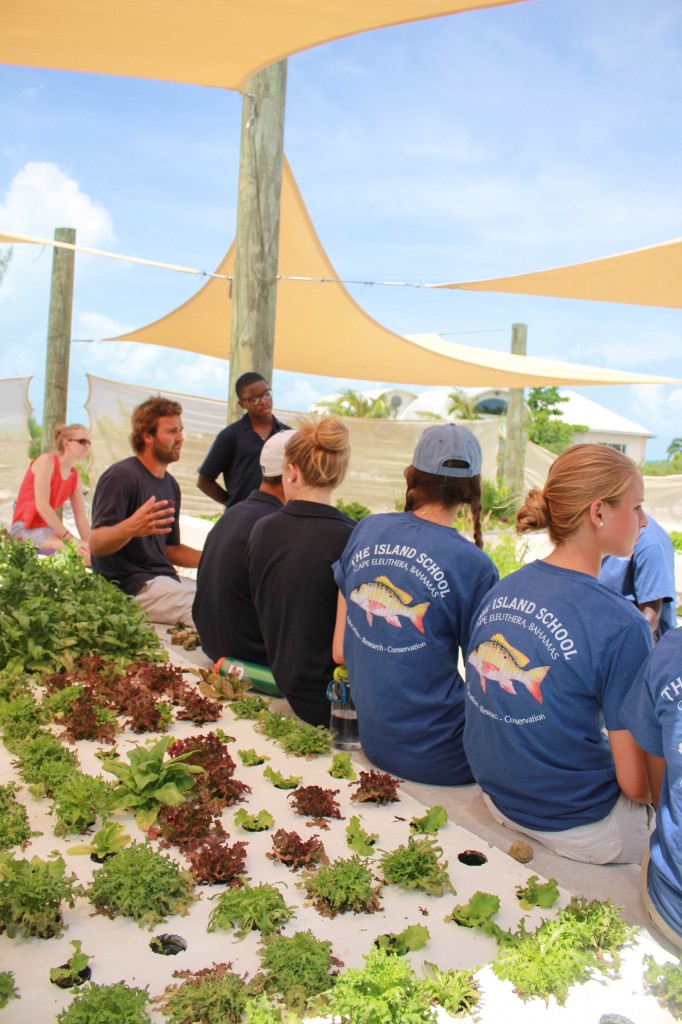 Students learn about permaculture in the wet lab at the Cape Eleuthera Institute.