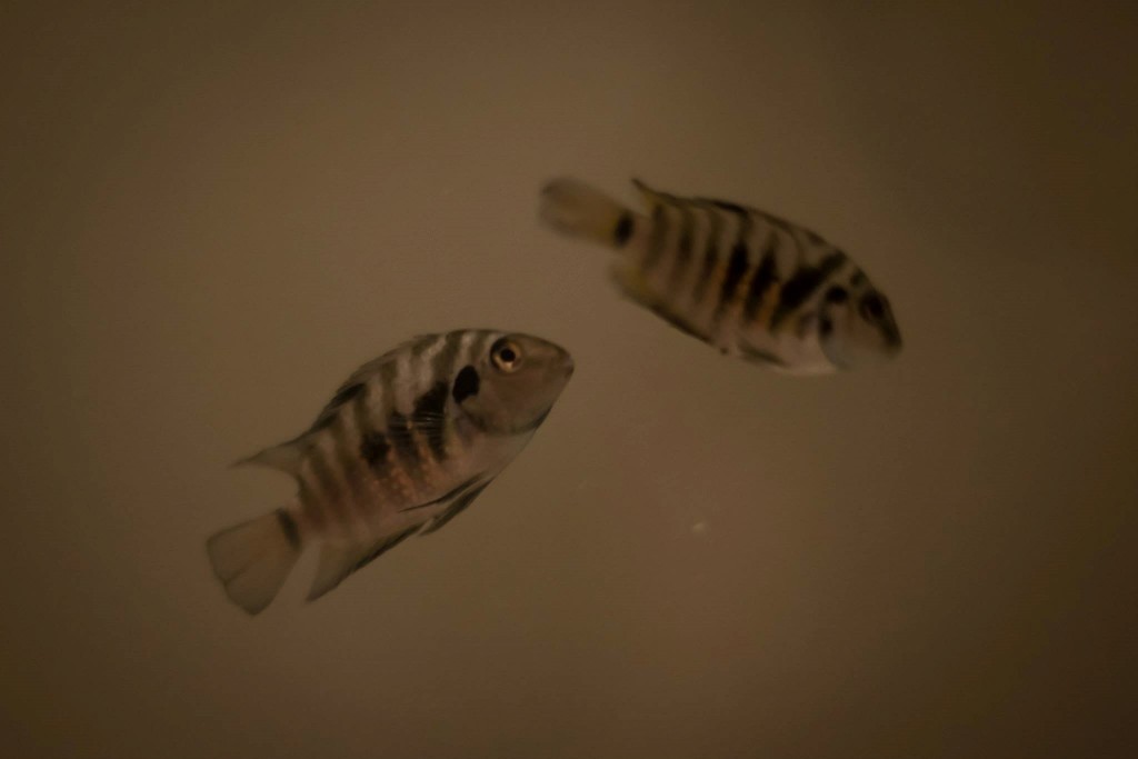 Two fish from Chris's basement lab